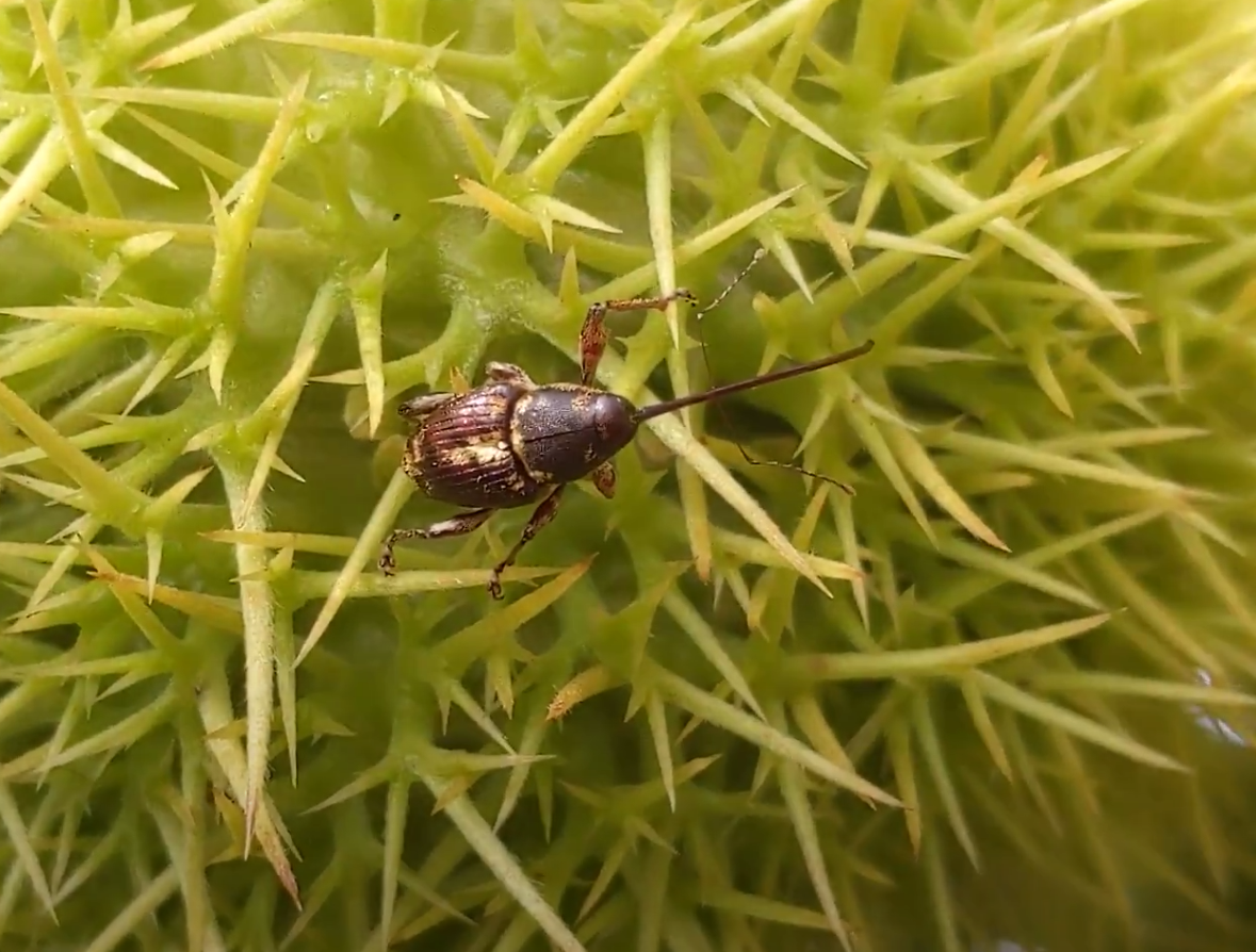 weevil on bur cropped